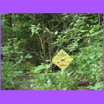 Brad's Front Yard.jpg